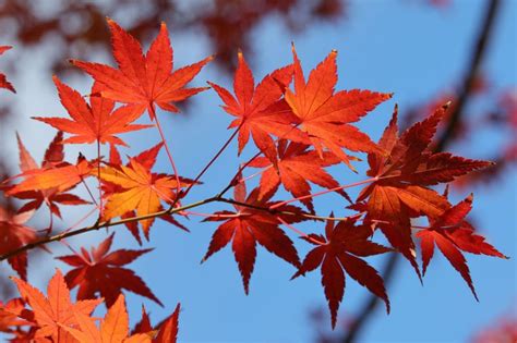 紅葉植物風水|花言葉【もみじ】誕生花やスピリチュアルな話と開運。